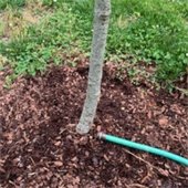 Tree Commission Seeks Help in Watering Young Trees