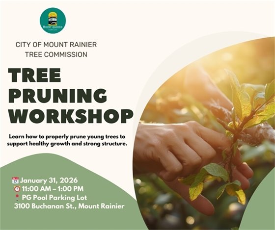 Tree Pruning Workshop